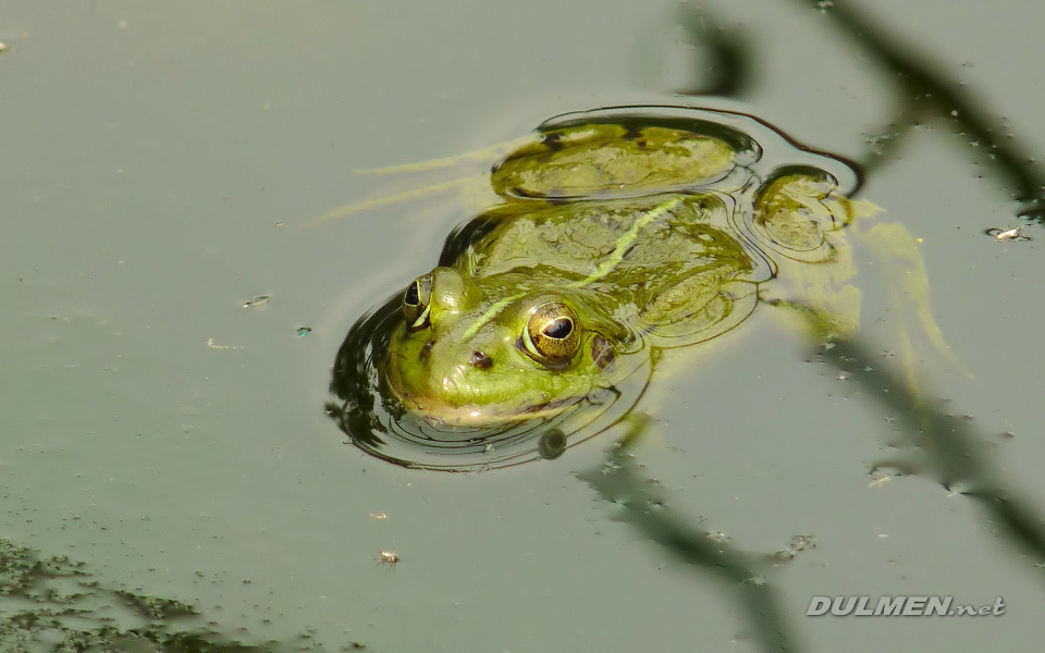 Pool Frog (Pelophylax lessonae)